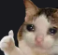 :OKA: