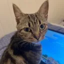 mim