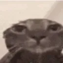 catstare