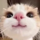 happykitty