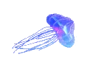 swimming_jellyfish