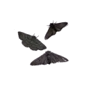 moths