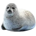 seal2