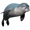 seal3