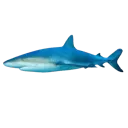 flatlemonshark