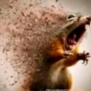 decaying_squirrel decaying_squirrel