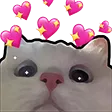 DNS_catLove DNS_catLove