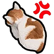 DNS_catAngry
