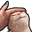 DNS_catPat