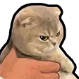 DNS_catAngry3