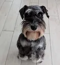 blobbysdog