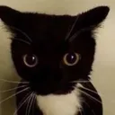 stare
