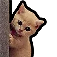 DNS_catPeek