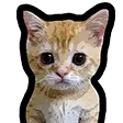 DNS_catStance DNS_catStance