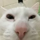 __
