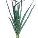leek