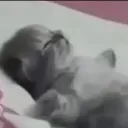 cat_eep cat_eep