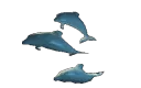 swimmingdolphins