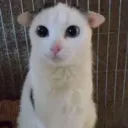 googoothecat googoothecat