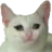 cat_stare cat_stare