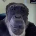 monkeE monkeE