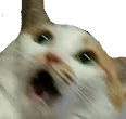 catshock