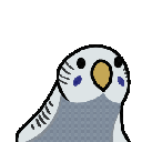 Grey_Party_Budgie Discord emoji