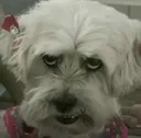 carolina carolina