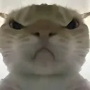 angry_kitty