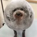 happycircle