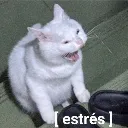 stress stress