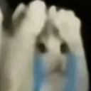 cat_65