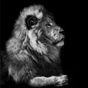 thelion