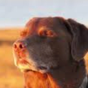:PrayingDog: