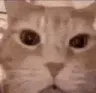 catwheeze