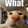 SA_catWhat