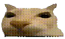 CatSpin