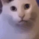 BIGHUHNGUS