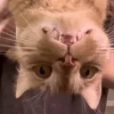 CatSchmile
