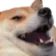 KEKDog