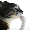 cat_thinking cat_thinking