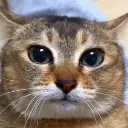 CatTweaking
