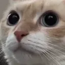 bruh