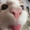 closekitty closekitty