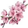 pink_flower_7