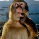 think_monke