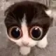 MonkaCat MonkaCat