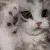 hapybapycat