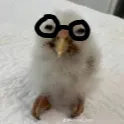V_nerdgii V_nerdgii