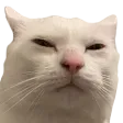 catSus catSus